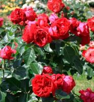 Роза Red eden rose