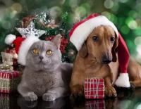 Набор для творчества Рыжий кот Алмазная мозаика Новогодние домашние питомцы блестящая,с подрамником, с полным заполнением 40*50 AS4032