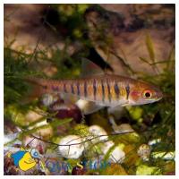 Барбус синештриховый MBarbus fasciolatus (B.barilioides)