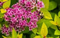 Спирея японская Литтл Принцесс| Spiraea japonica Little Princess - Контейнерный - 40-60 (см) - С5