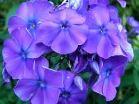 Флокс Метельчатый Блу Парадайс (Phlox paniculata) Саженец/20-30 см./2 года/2л/Закрытая (ЗКС)