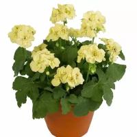 Герань (пеларгония) желтая - Pelargonium D12 H25