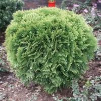 Туя западная Даника / Thuja occidentalis Danica (Саженец 30-35 см в 7,5 л контейнере)