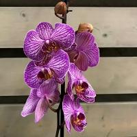 Орхидея Фаленопсис Полосатик 1ствол