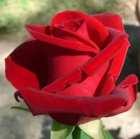 Роза Чайно-гибридная Крайслер Империал (Rose hybrid tea) Саженец/30-40 см./2 года/3л/Закрытая (ЗКС)