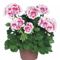 Герань (пеларгония) - Pelargonium D12 H25