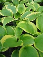 Хоста Гибридная Клаймэкс (Hosta) Саженец/Разбор 1/Открытая (корень)