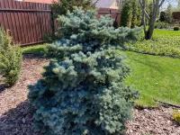 Ель колючая Глаука Глобоза | Picea pungens "Glauca Globosa" - 20 - 30 (см) со 5 (UL)