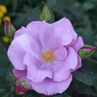 Роза флорибунда Blueberry Hill - Кустарники лиственные