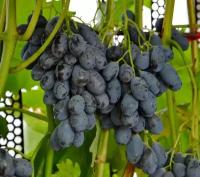 Саженцы винограда Блек Гранд канадский