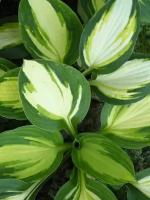 Хоста Гибридная Колор Фестиваль (Hosta) Саженец/Разбор 1/Открытая (корень)