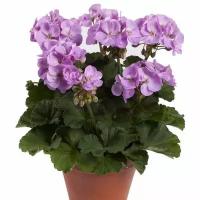 Герань (пеларгония) розовая - Pelargonium D11 H20