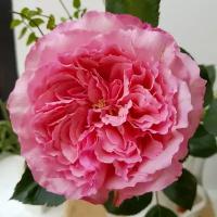 Роза Кустовая Mayra's Rose, Саженцы, С2 (2 литра), ЗКС - Кустарники лиственные