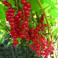 Смородина Красная Щедрая (Ribes rubrum) Саженец/4-5 лет/40л/Закрытая (ЗКС)