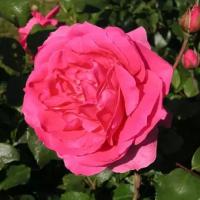 Роза Плетистая Клайминг Парад (Rose floribunda) Саженец/30-40 см./2 года/3л/Закрытая (ЗКС)
