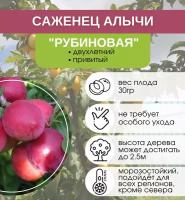 Алыча Рубиновая