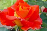 Роза Чайно-гибридная Моника (Rose Hybrid Tea) Саженец/30-40 см./2 года/3л/Закрытая (ЗКС)