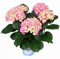 Гидрангия (Гортензия) розовая - Hydrangea Early Rosa D15 H35