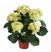 Гидрангия (Гортензия) белая - Hydrangea D15 H45