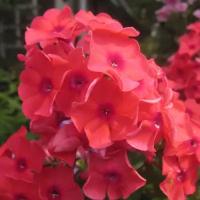 Флокс Метельчатый Текила Санрайз (Phlox paniculata) Саженец/20-30см./2 года/2л/Закрытая (ЗКС)