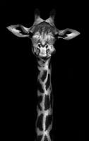 Флизелиновые фотообои Уютная стена "Черно-белый жираф" 170х270 см с текстурой Песок