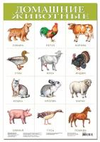 Плакат Дрофа-Медиа Домашние животные