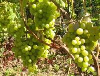 Виноград плодовый Смена (3 года)