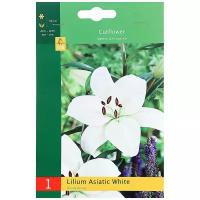 Цветы Лилия JUB LILIUM ASIATIC WHITE