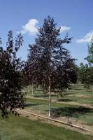 Береза Повислая Роял Фрост (Betula pendula) Саженец/50-60 см./2 года/3л/Закрытая (ЗКС)