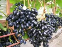 Виноград плодовый Красотка (4 года ЗКС)