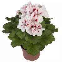 Пеларгония (герань) королевская - Pelargonium D12 H20