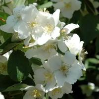 Жасмин Садовый Дам Бланш (Philadelphus coronarius) Саженец/20-30 см./1 год/Открытая (ОКС)