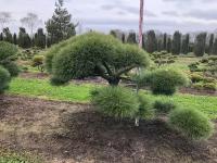 Сосна Чёрная Австрийская (ниваки) | Pinus nigra austriaca (P.nigra nigra) Bonsai - 125-150 (см), NR.546