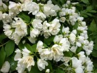 Жасмин Садовый Менто Д'эрмин (Philadelphus coronarius) Саженец/20-30 см./2 года/2л/Закрытая (ЗКС)