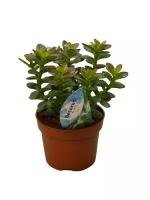 Крассула Овата Хоббит (Толстянка) - Crassula D10 H20