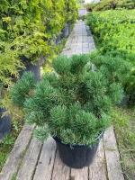 Сосна горная Carsten's Wintergold | Pinus mugo "Carsten's Wintergold" - Копанный - 60-80 (см) - WRB