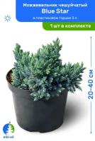 Можжевельник чешуйчатый Blue Star (Блю Стар) 20-40 см в пластиковом горшке 3 л, саженец, хвойное живое растение