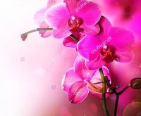 Фотообои орхидея на ярком фоне