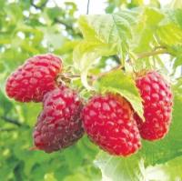 Малина Ремонтантная Бабье лето 2 (Rubus idaeus) Саженец/30-40 см./2 года/2л/Закрытая (ЗКС)