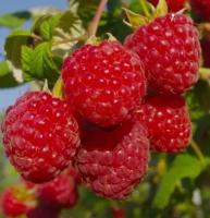 Малина Ремонтантная Элегантная (Rubus idaeus) Саженец/30-40 см./2 года/2л/Закрытая (ЗКС)