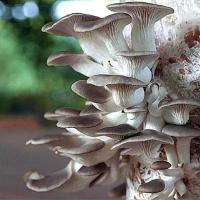 Мицелий грибов Вешенка Индийская (Пульмонарис)