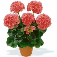 Пеларгония горная (Pelargonium acraeum) 100 шт