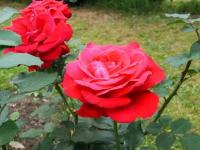 Роза Чайно-гибридная Дам де Кер (Rose hybrid tea) Саженец/30-40 см./2 года/3л/Закрытая (ЗКС)