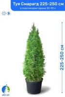 Туя западная Смарагд 225-250 см в пластиковом горшке 30-90 л, саженец, хвойное живое растение