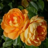 Роза флорибунда Бернстейн Роуз (20-40см/С3,5/ЗКС)