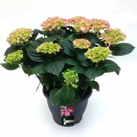 Гидрангия (Гортензия) розовая - Hydrangea D18 H45