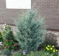 Можжевельник Скальный Мунглоу | Juniperus scopulorum Moonglow - 300-500 (см)