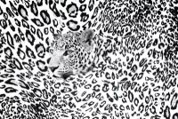 Фотообои "Леопард" на бумажной основе с бумажным покрытием. Арт.29913