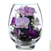 Цветы в стекле, орхидеи VSO
