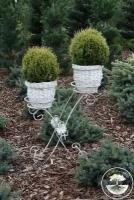 Туя западная Мисс Фрости / Thuja occidentalis Miss Frosty (Саженец 20-30 см в 2 л контейнере)